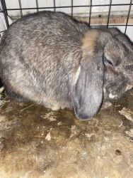 Full blood Holland lop