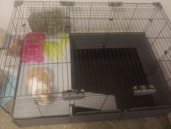 Cute Bunny For Adoption