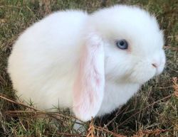 Reduced prices on Christmas baby Holland lop bunnies!