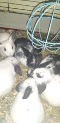 6 Holland Lop and rex bunny rabbits