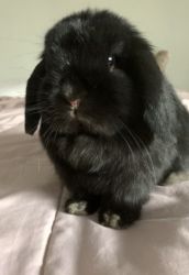 Holland lop 1 year old looking for new home