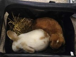 Holland Lop Female, Shelter & Supplies