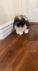 Adorable Holland Lop Needs Home