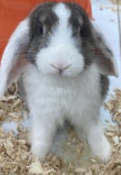 Adorable Bunny for Sale