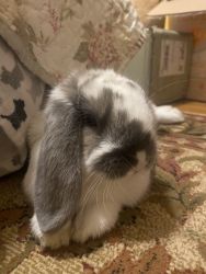 Male Holland Lop (comes with cage,food, etc.)