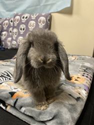 Holland Lop and things needed for care