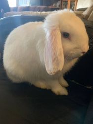 1 1/2 year old Holland Lop