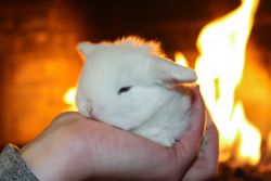 Pedigreed Holland Lop Does for Sale!
