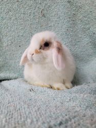 Bunnies available Holland lop/dwarf