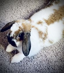 Beautiful Holland Lop 4H Retired