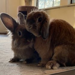 Bonded pair female bunnies