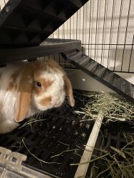 Holland lop bunnies ready for their new homes!
