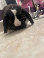 Black and White Holland Lop