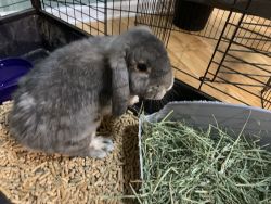 Cute grey Holland Lop bunny with accessories