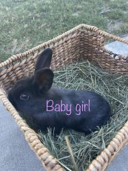 4 Beautiful Holland Lop ready for adoption