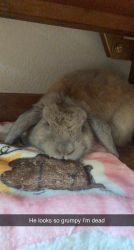 Holland Lop bunny for sale