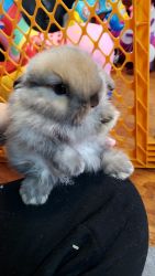 1 LEFT! Holland Lop 9 week old bunny ready TODAY!