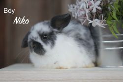 Holland Lop bunnies for sale