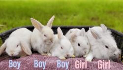 Frosty Holland Lop Baby Bunnies