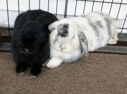 Sweet Bonded Pet Fixed Bunny Rabbits (2)