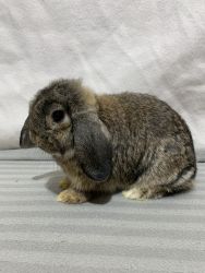 Female Micro Holland Lop Bunny