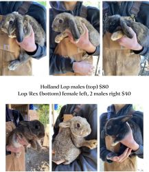 Holland Lop and Lop/Rex bunnies