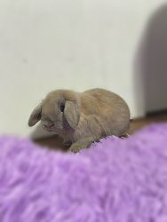 11-month-old Male bunny for rehoming
