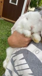We have two Holland lop bunnies for sale 3months old