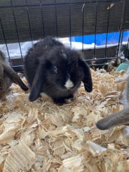 Holland lops for sell