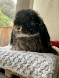Holland lop 4 months old bunny