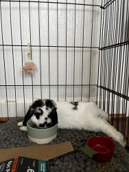 Holland Lop and Mini Lop Mix for Sale