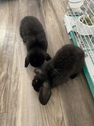 Holland lop bunny for sale