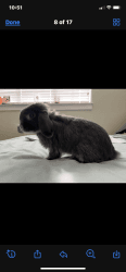 Bunny needing a new home