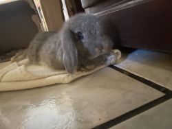 Bunny for sale | Female Holland Lop