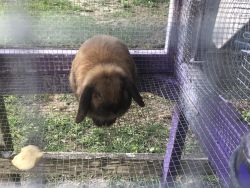 Year old, holland lop male for sale in mid michigan
