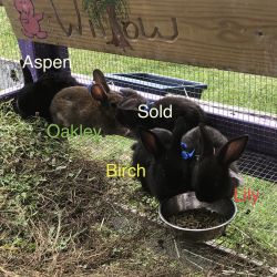 4 eight week old baby bunny’s for sale mid michigan