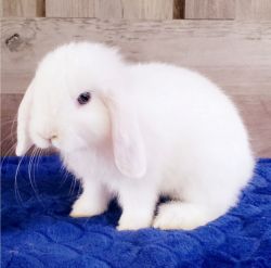 Holland Lop Bunny Rabbit - Male