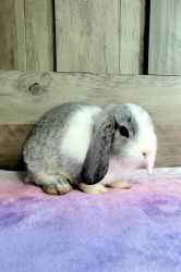 Holland Lop Bunny Rabbit - Female