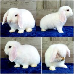 Holland Lop Bunny Rabbit - Male