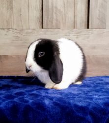 Young Holland Lop Bunny - Male Buck - Charleston SC