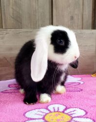 Young Holland Lop Bunny - Female Doe - Charleston SC