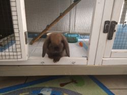 Baby Holland lops looking for new home