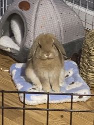 Orange Holland Lop for Sale (Equipment Included)