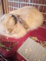 Cute Holland lop bunnie for sale
