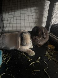 2 Holland Lops with cage and all essentials for sale.