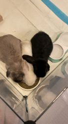 3 bonded rabbits