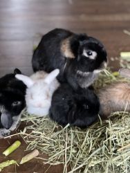 Searching for a loving home for young Buns