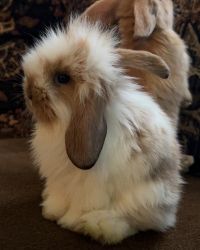 7 week old bunnies