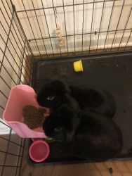 Holland lop make six month old