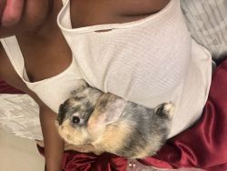 Female Bunny for sale